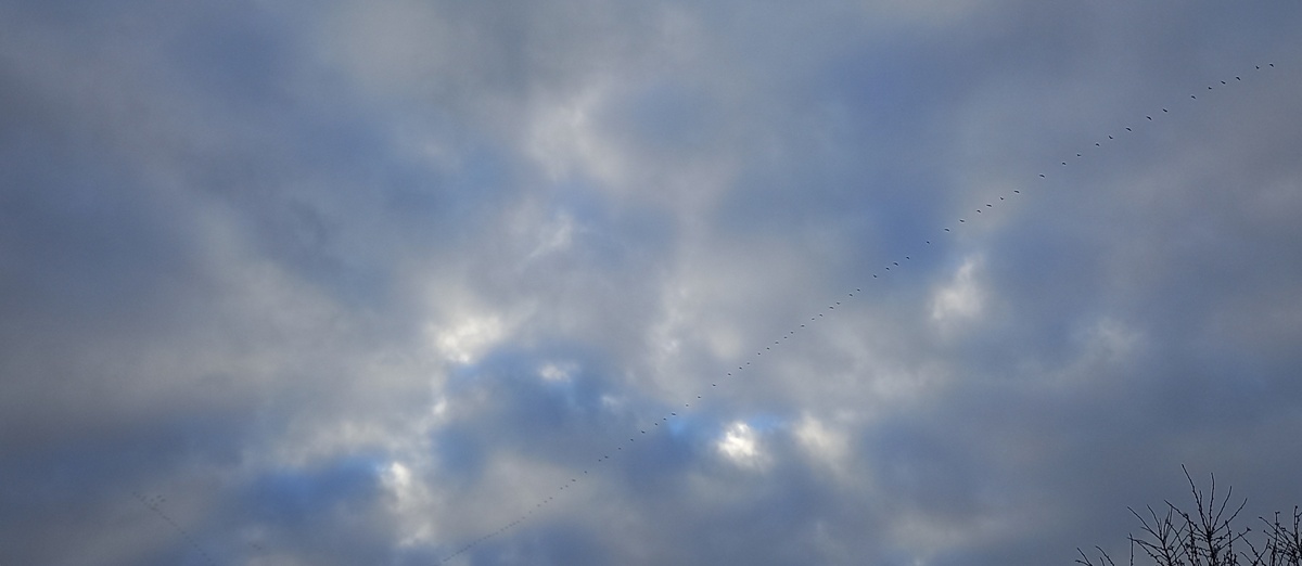 Косяки птиц в крымском небе