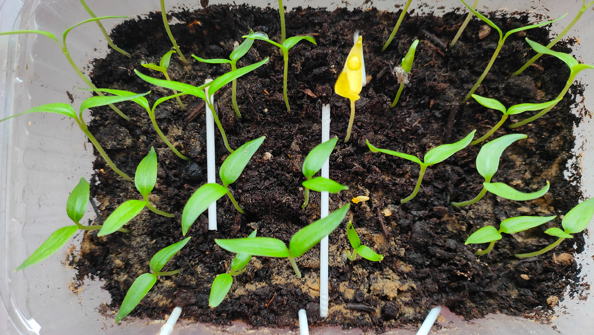 04.03.26 Рассада перца