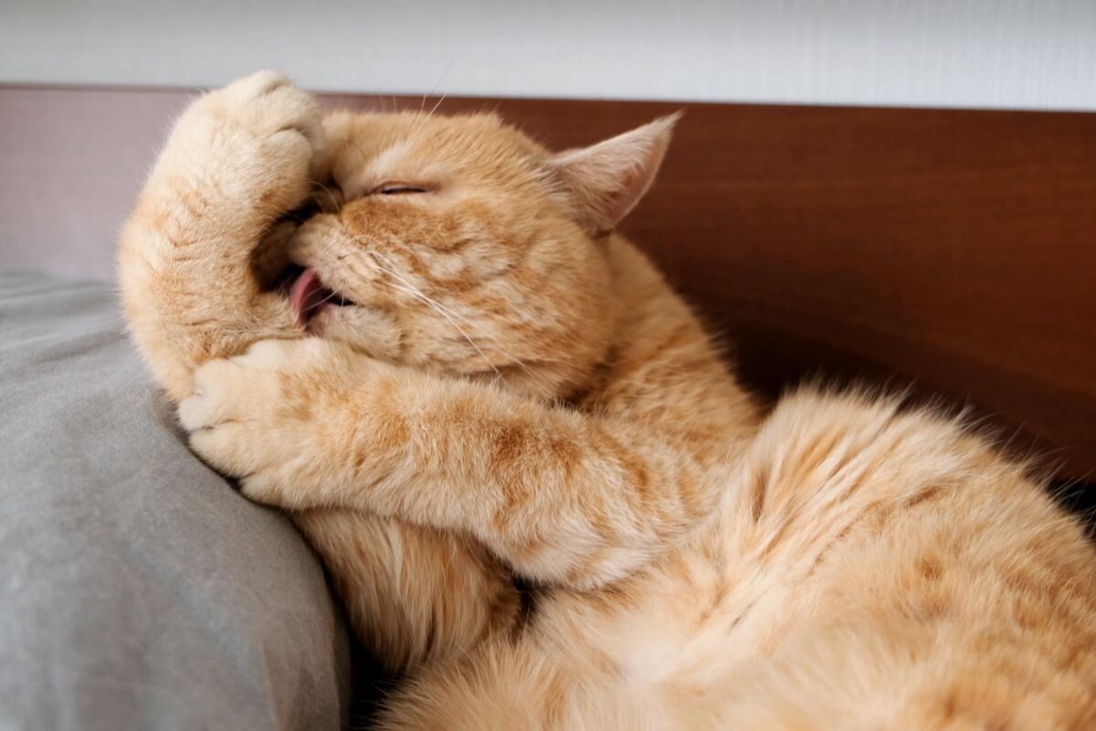 Кот вылизывается