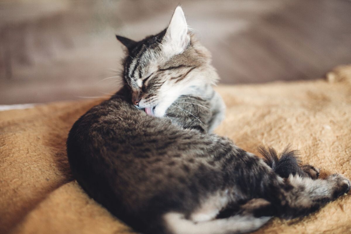 Кошка лижет себя 