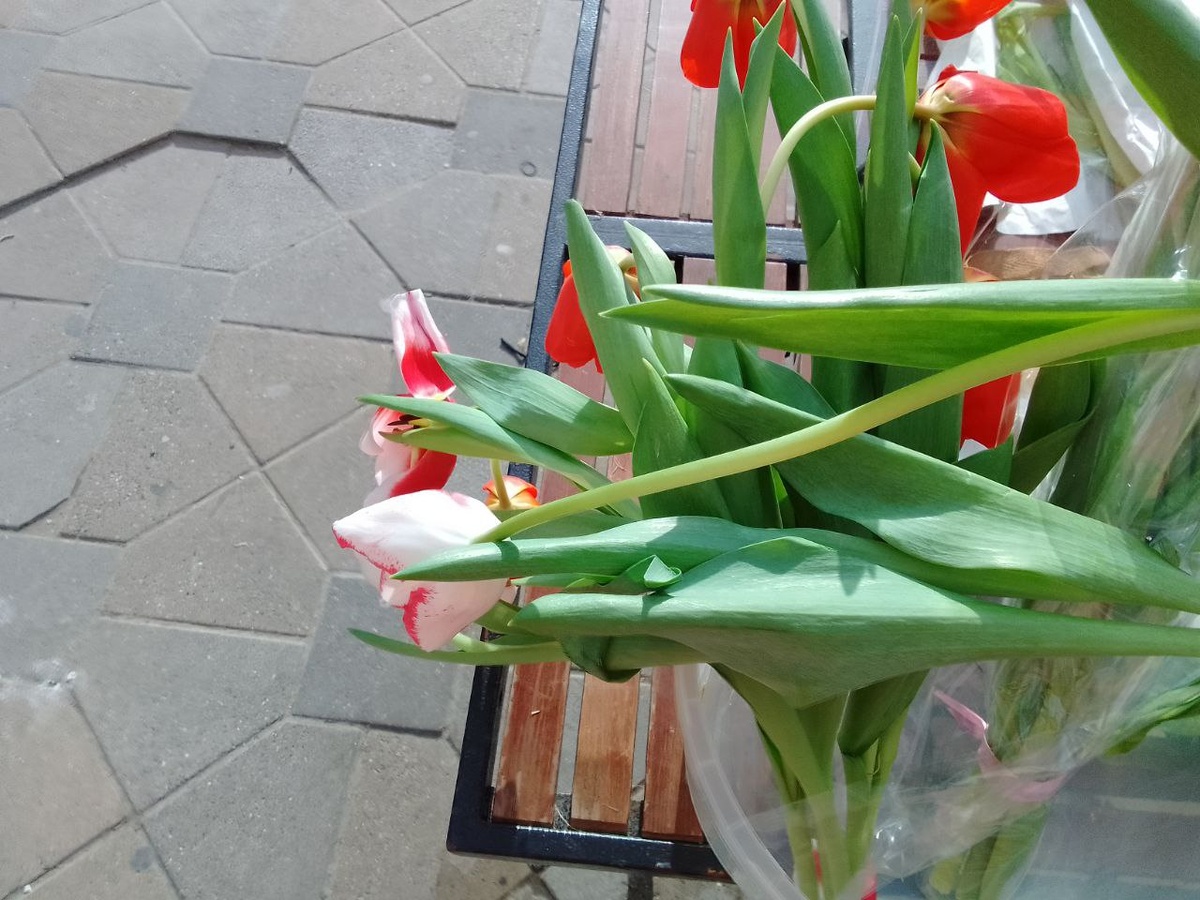 какое 8 марта без тюльпанов