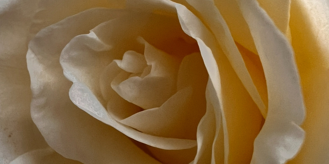 Моим медовым шикарным розам!!!!! С 8 Марта!!!!!