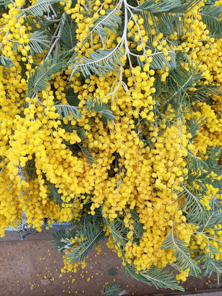 Мимоза на площади Революции