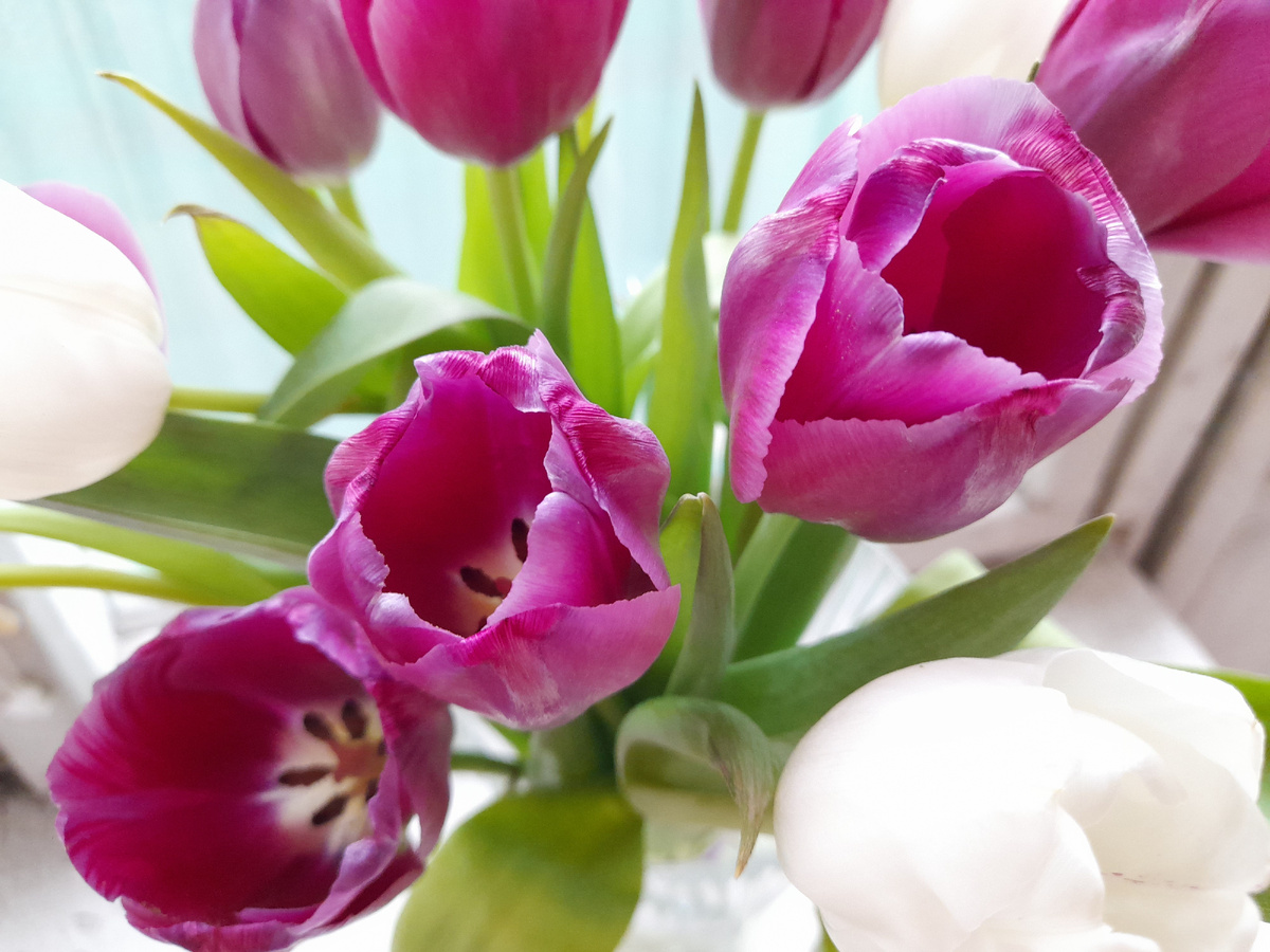 Цветы мои. Фото моё.