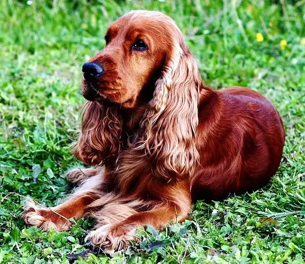 Английский кокер-спаниель: полный гид по породе, характеру и уходу