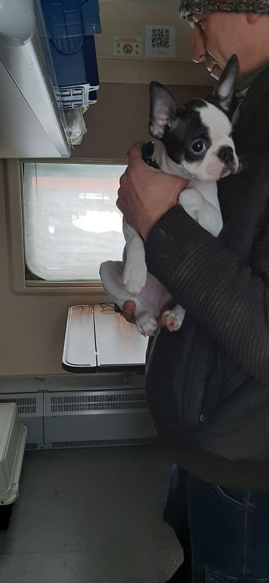 Видно, что это плацкарт, слева стоит переноска. Но в переноске ее почти не держали, ехала так