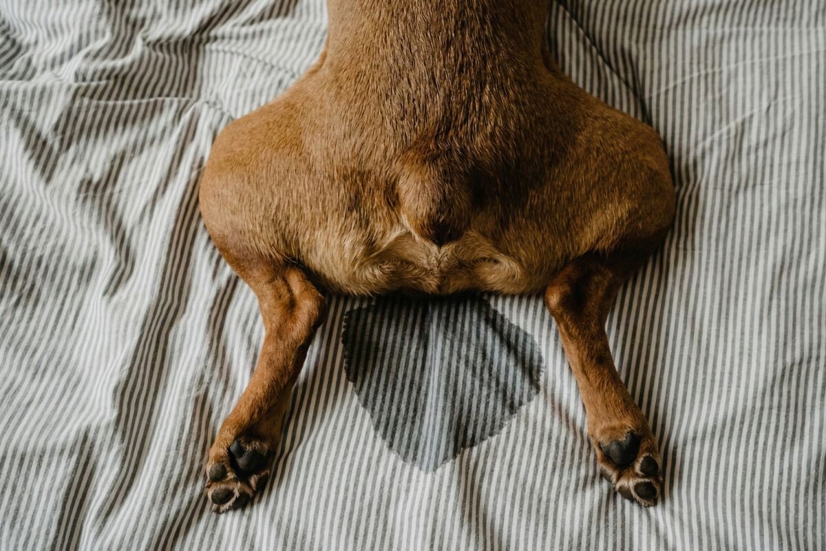 Недержание мочи у собаки 