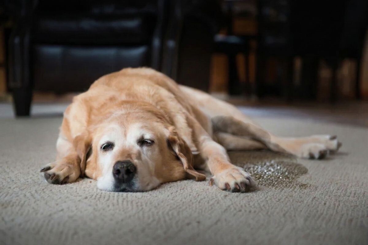 Собака непроизвольно мочится во сне