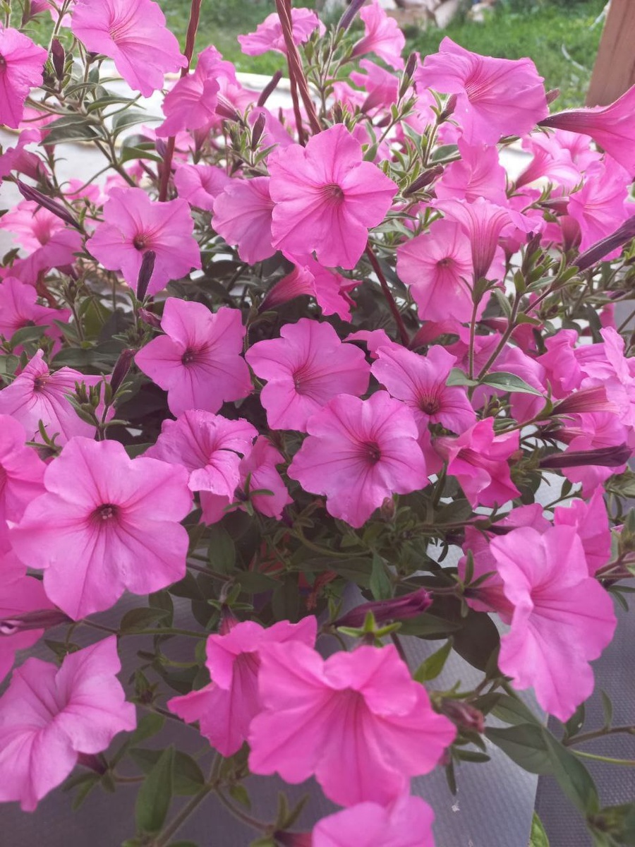 Фото 📷 автора