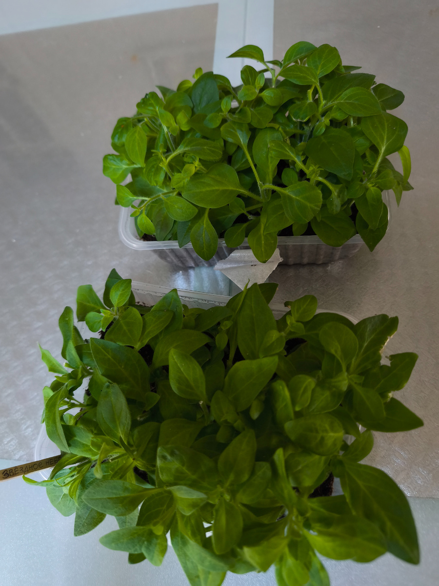 Фото 📷 автора