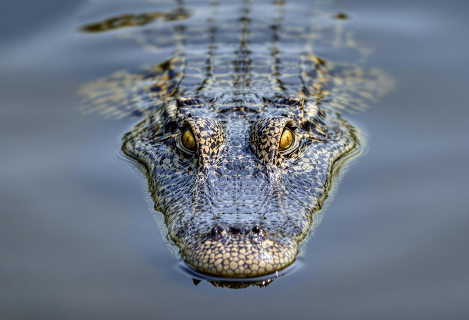    Shutterstock/FOTODOM