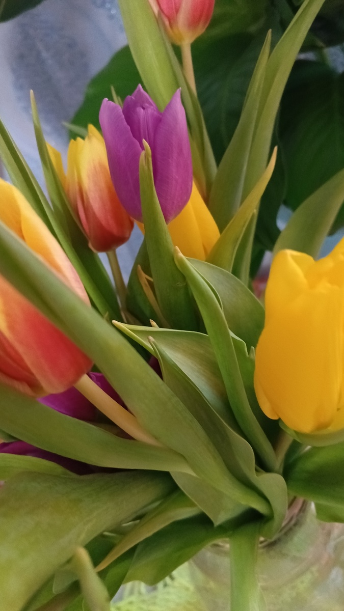 фото автора: тюльпаны