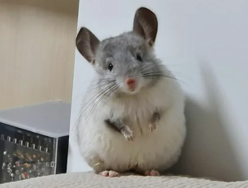 Как продлить жизнь шиншилле: базовые правила безопасности в доме