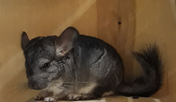 Покупаем шиншиллу: что нужно знать, чтобы сберечь нервы и деньги