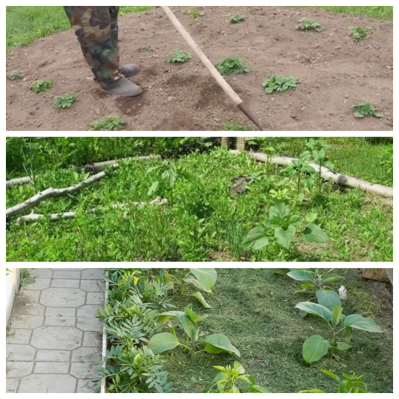 Весной борьба с сорняками выходит на первый план. 