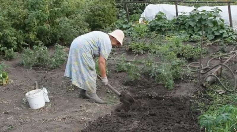 Глубокая перекопка весной пробуждает сорняки, стимулирует их прорастание. 