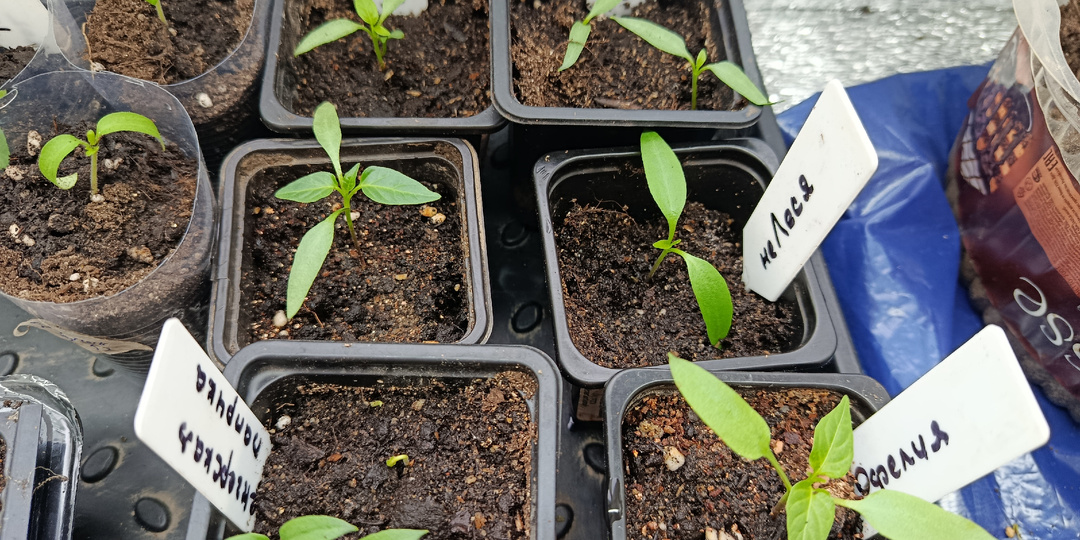 Посмотрела на мамину рассаду перца