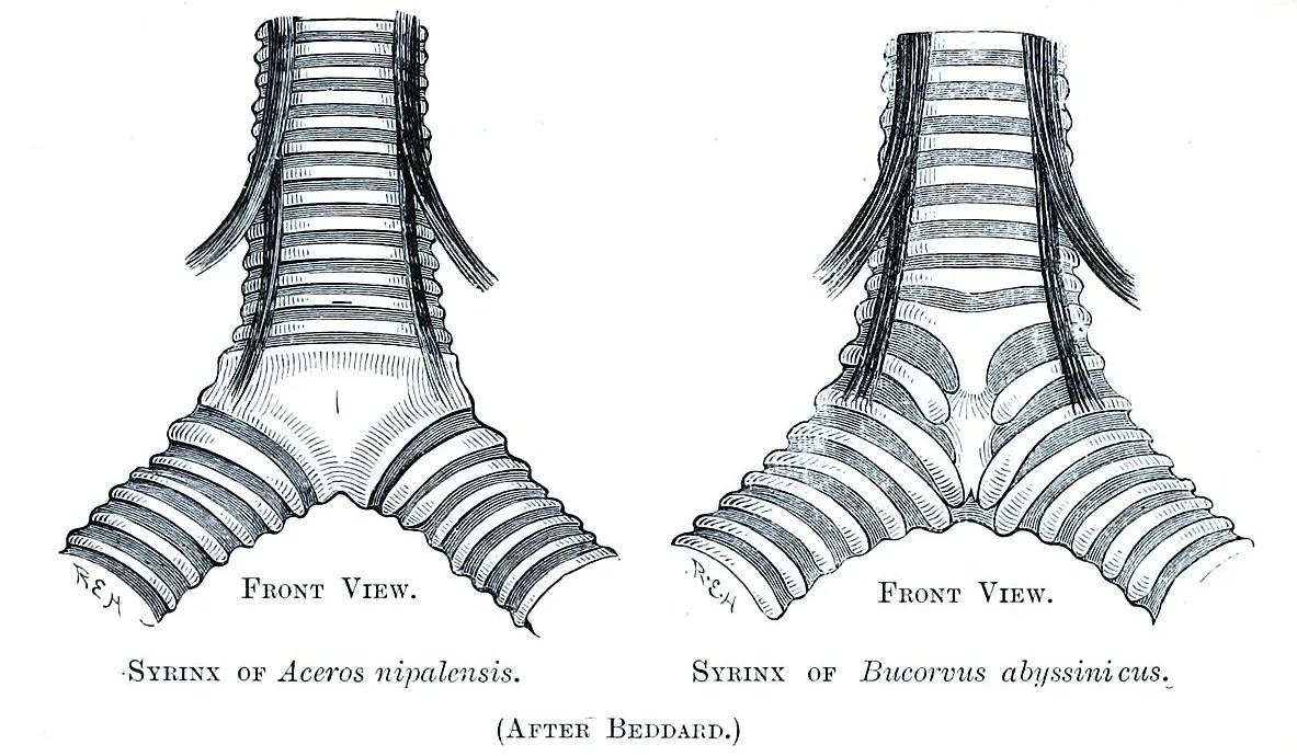    Птичий сиринкс. Источник изображения: wikipedia.org