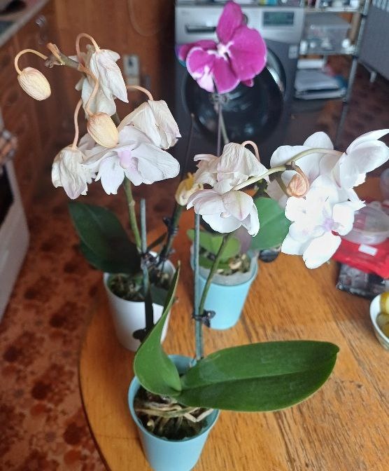 Орхидеи 3-х расцветок. Желтый, белый и светло сиреневый