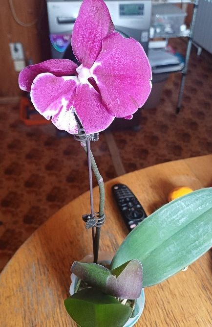 Этот  цвет был последним.