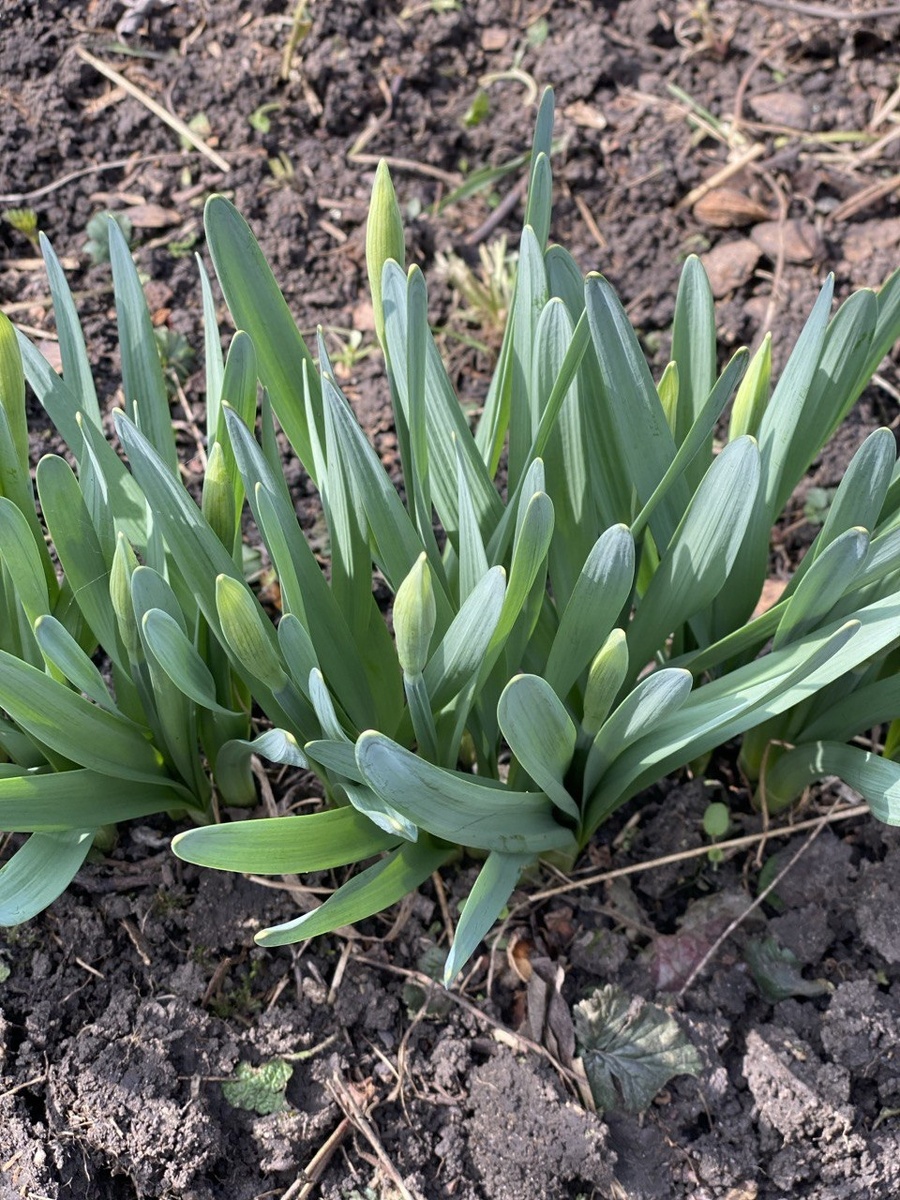 Фото автора. 8 марта 2026 года