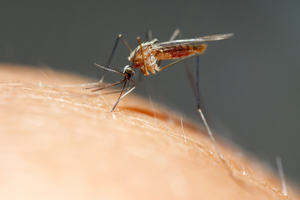 Bachkova Natalia/Shutterstock/FOTODOM   📷