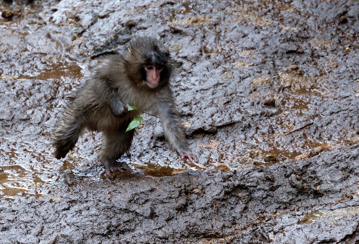  Макака по кличке Панч. © FRANCK ROBICHON, EPA / TASS
