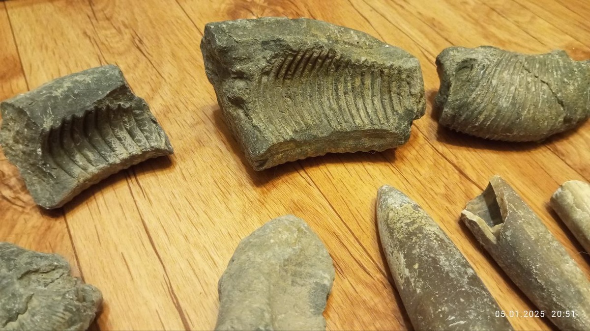 Окаменелости с берега Борисовских прудов, Москва