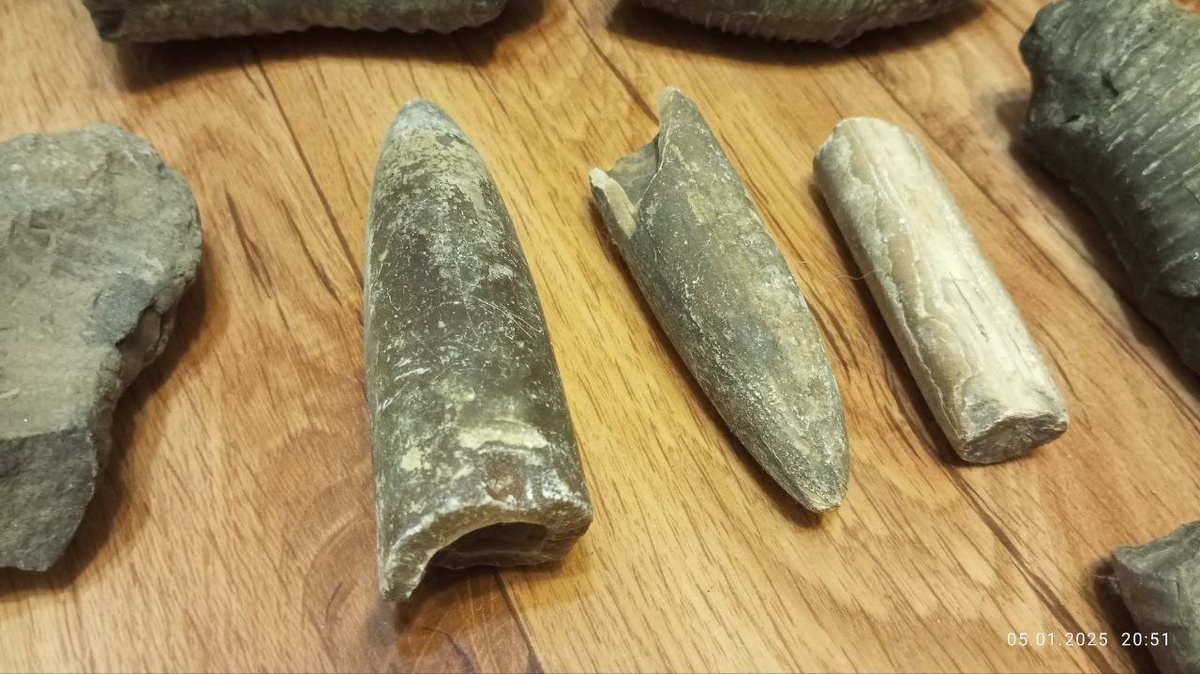 Окаменелости с берега Борисовских прудов, Москва