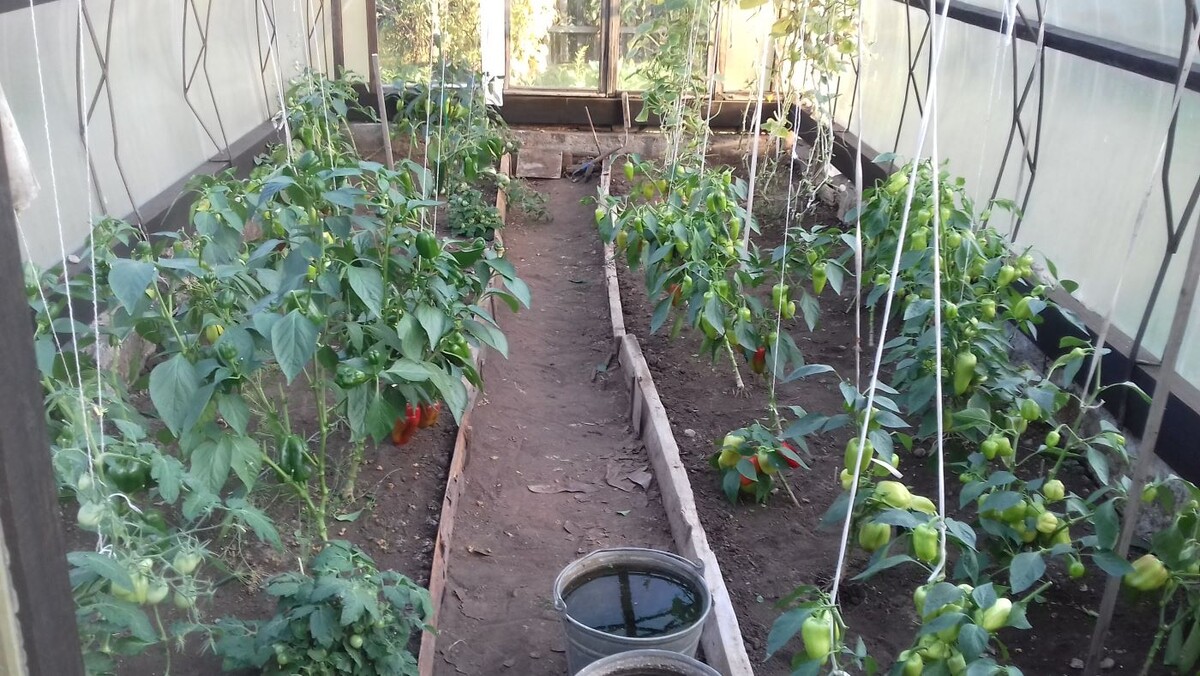 А это наши перцы в прошлом сезоне. Красота, правда? В этом году хотим еще больше кустиков посадить 🌶️