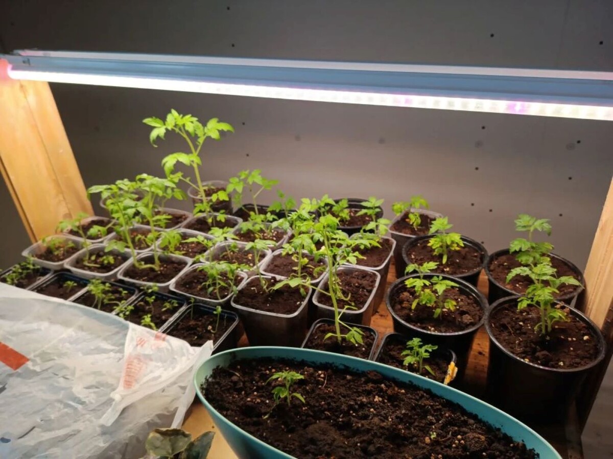 А так выглядит рассада нашей соседки. Пишет, что «помидоры с перцами не хотят», а по-моему, уже молодцы! 👏