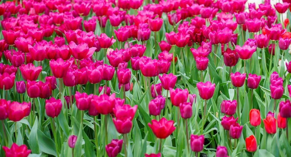    Раменский округ. ООО «Цветочная компания Харченко» в деревне Островцы / Медиасток.рф