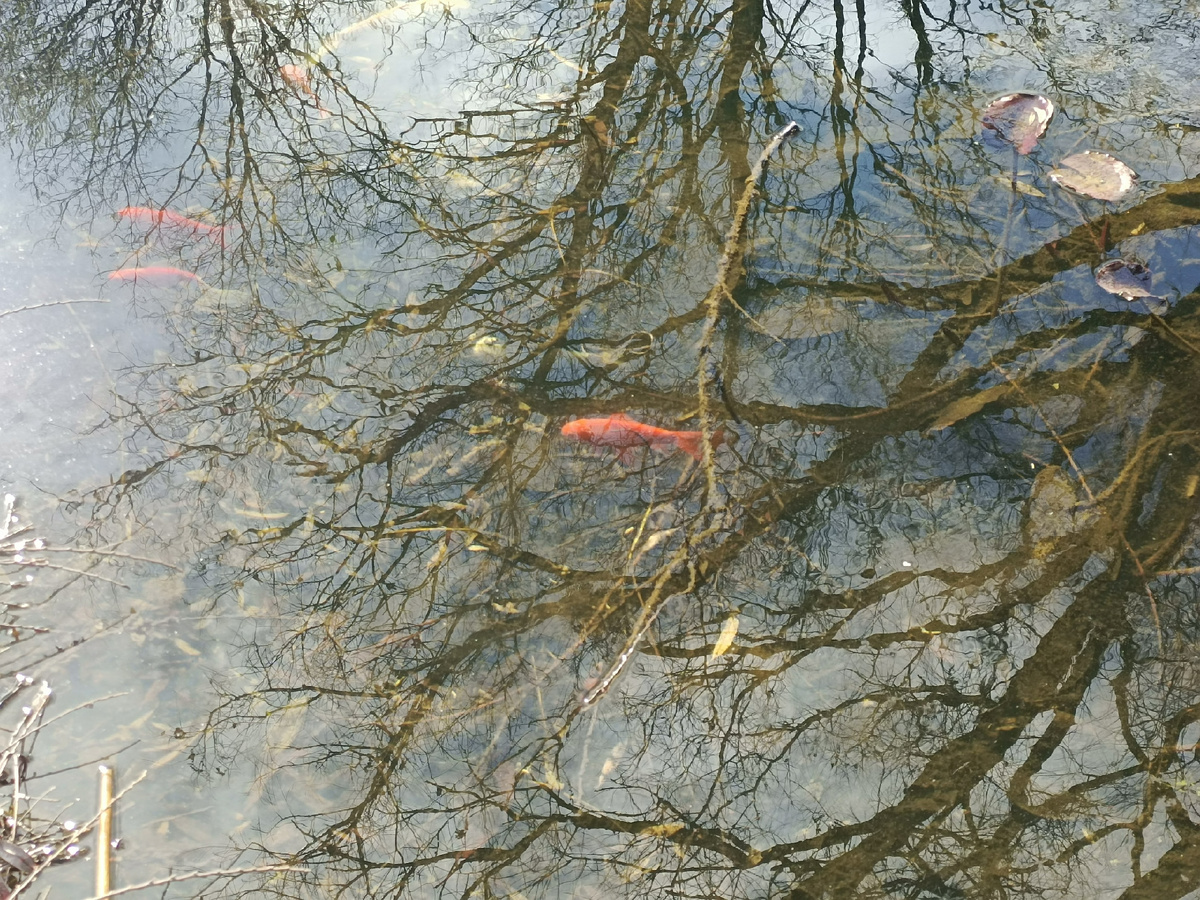 Золотые рыбки в пруду. Фото автора