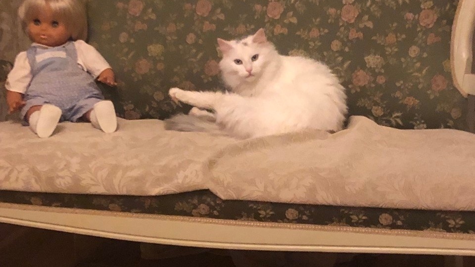 🎉Ура! Кошечка Беляночка УЖЕ ДОМА!🏡🐾