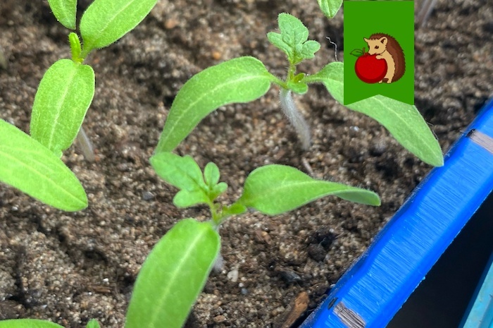 Томатам после появления всходов до пикировки – обязательно: 3 процедуры для крепких и рослых сеянцев