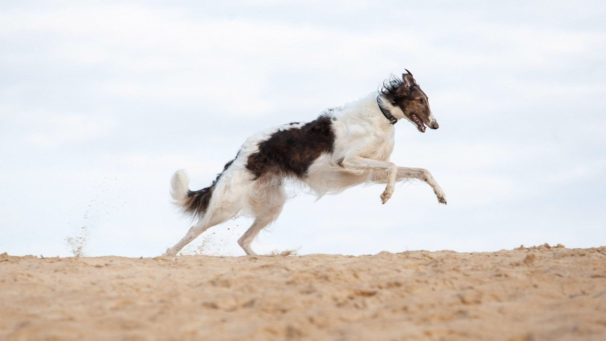    Окрасы представителей этой породы могут быть сплошными и пятнистыми