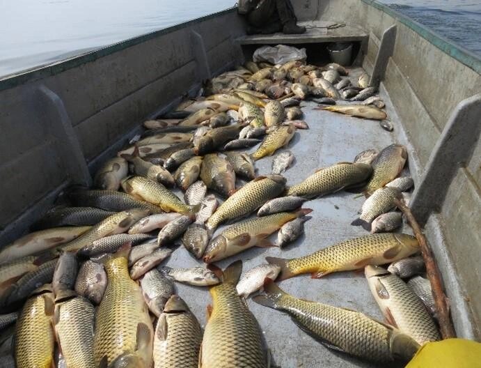    Фото: АзНИИРХ