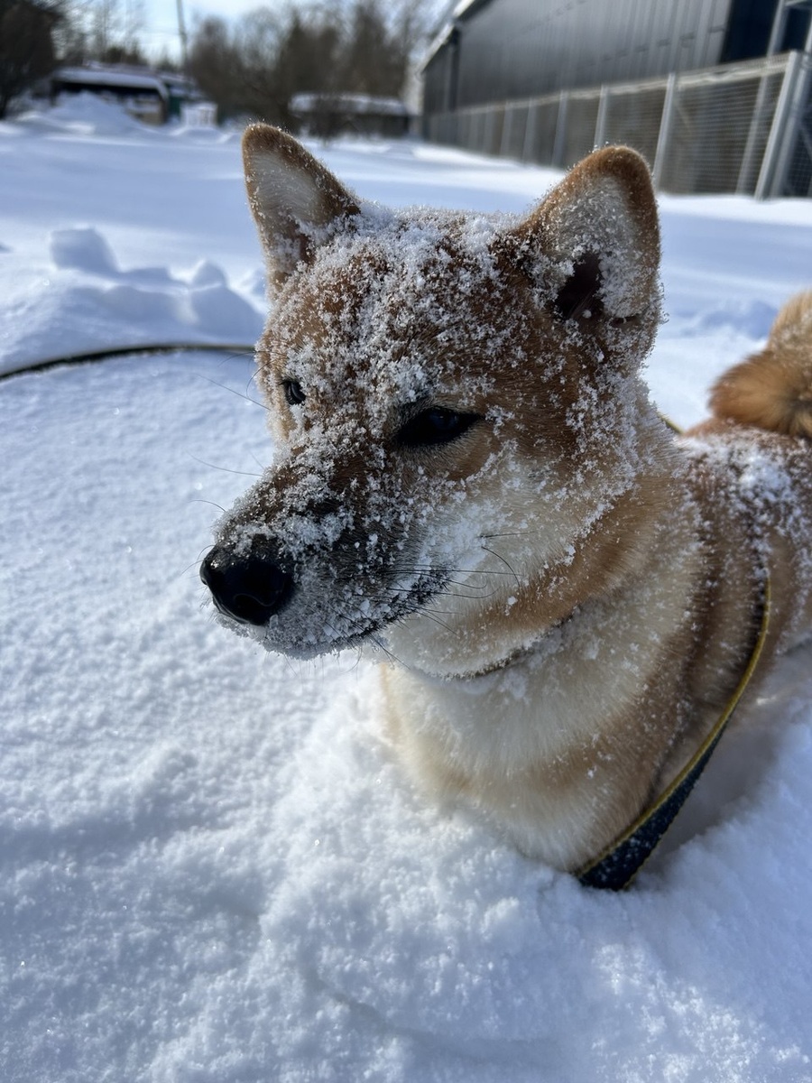 Йода в сугробах