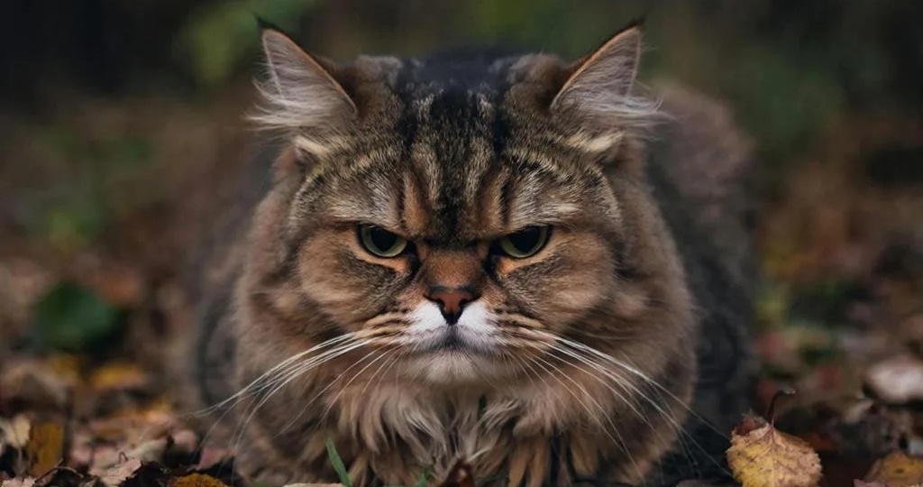 Голодный кот попросил у мужика в лесу поесть мяса, которого было в изобилии.