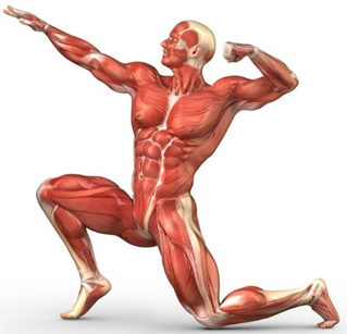 Выбор основы спортивного протеина с позиций не только влияния на прирост мышечной массы, но и сохранения здоровья