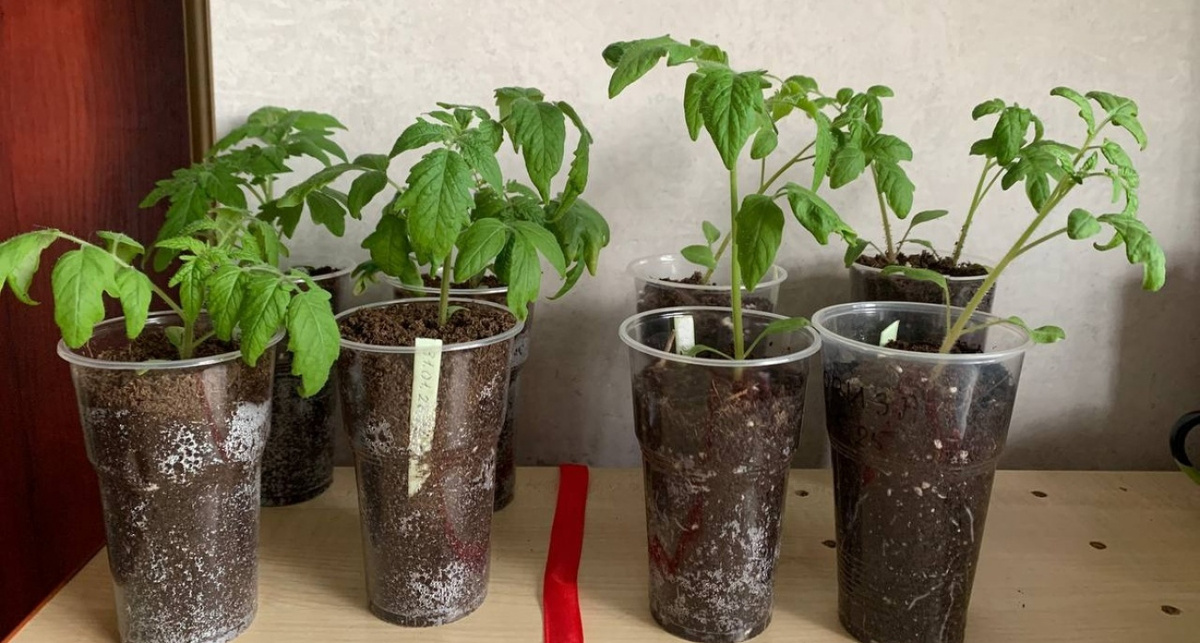    Фото дзен-канала "Маленький сад на краю Вселенной"