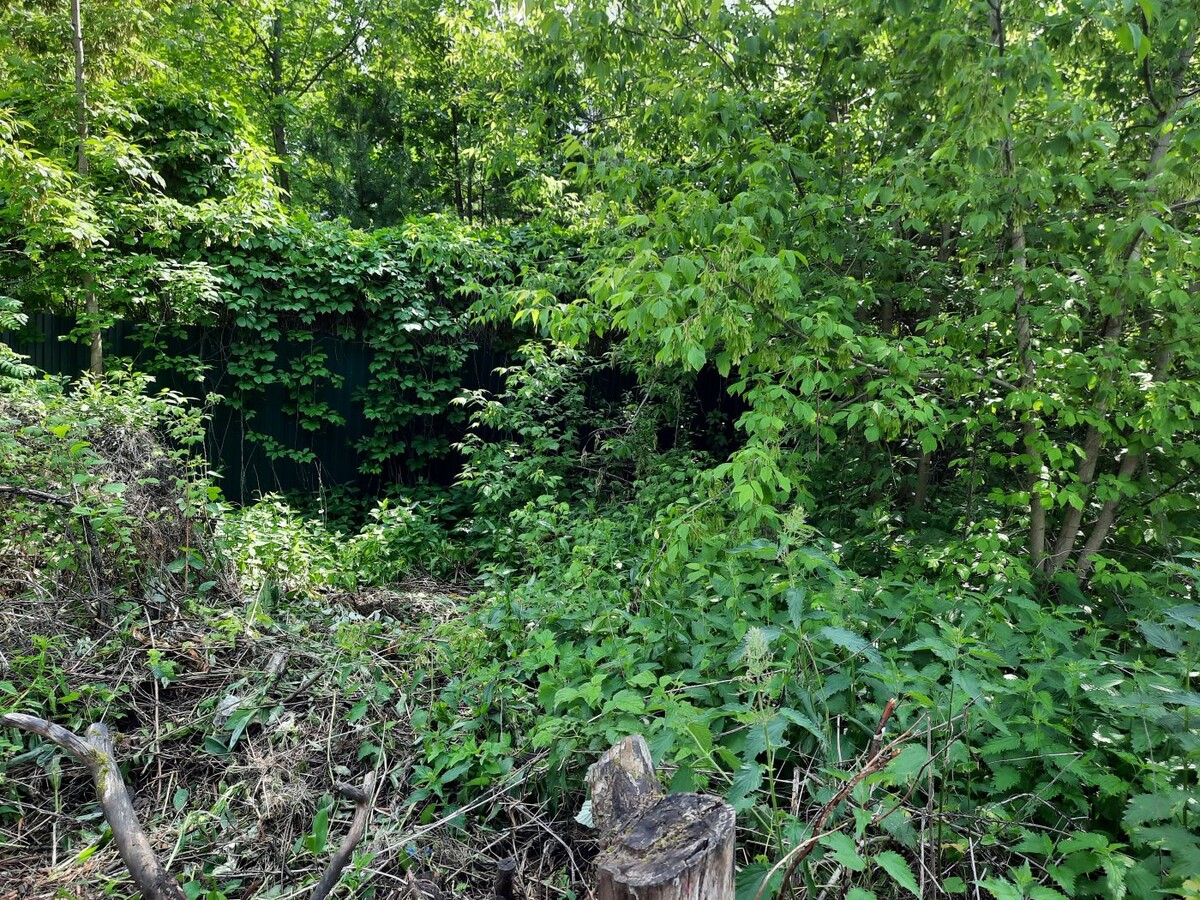 Заросшие участки – это не просто сорняки. Это символ беспорядка, который годами прикрывали