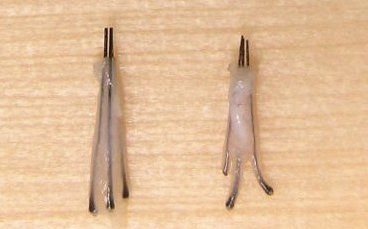 Изображение: графты, живые волосяные фолликулы