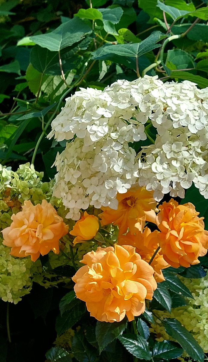 Голдэльзе. Флорибунда