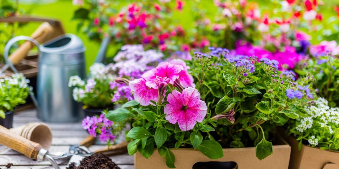 Какие цветы нужно посеять на рассаду в марте?