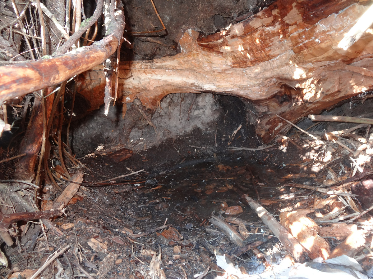 Подтопленная талым снегом берлога. Фото автора.