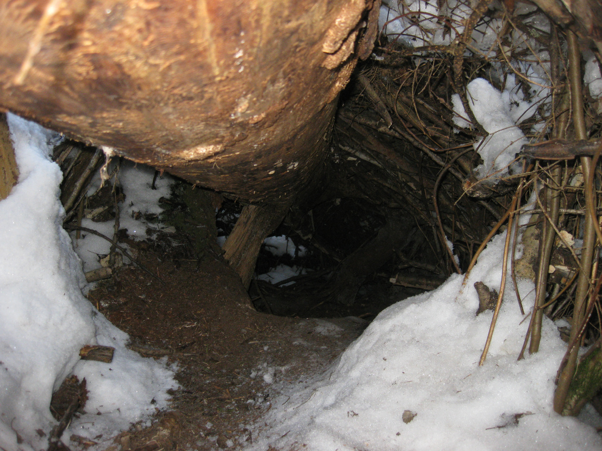 Оставленная медведем берлога в районе заготовки леса. Фото автора.