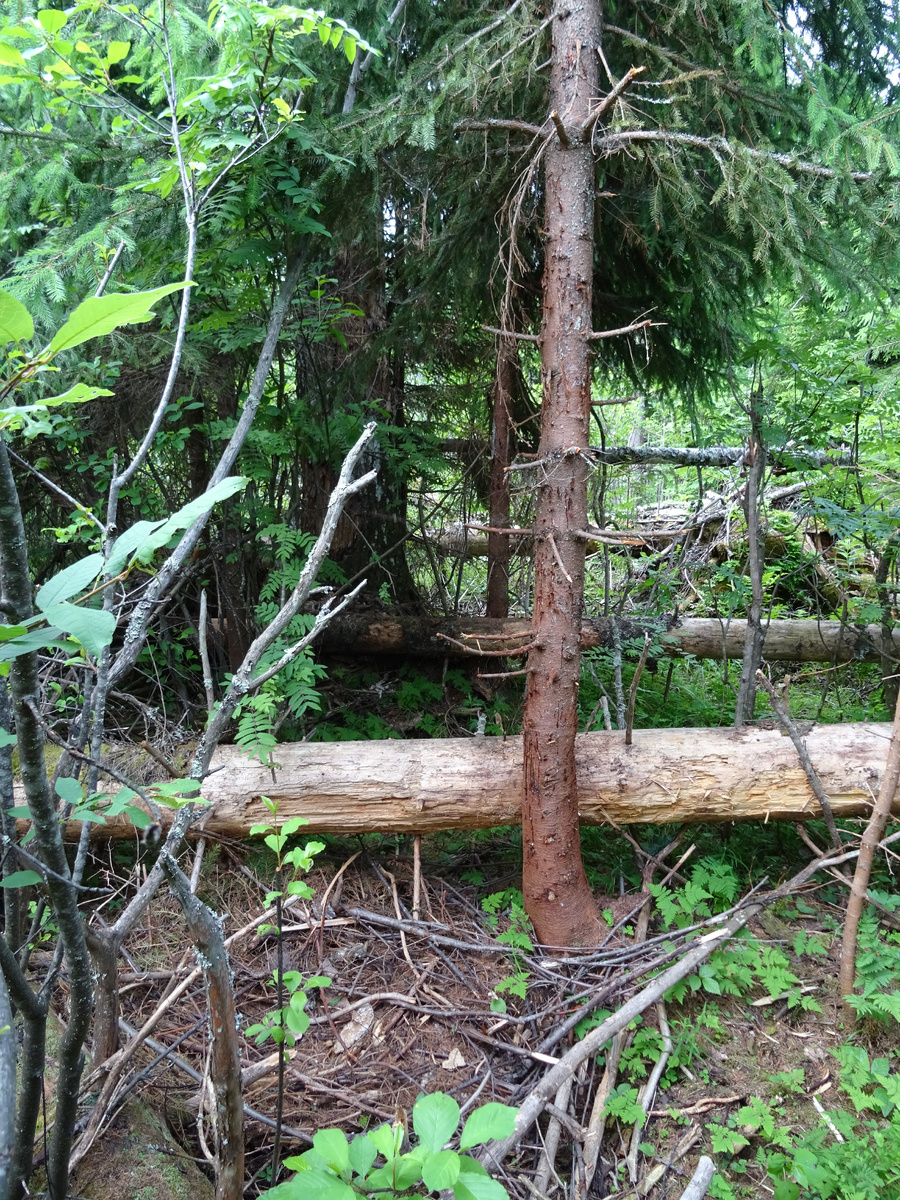 "Постель медведя". Фото автора.