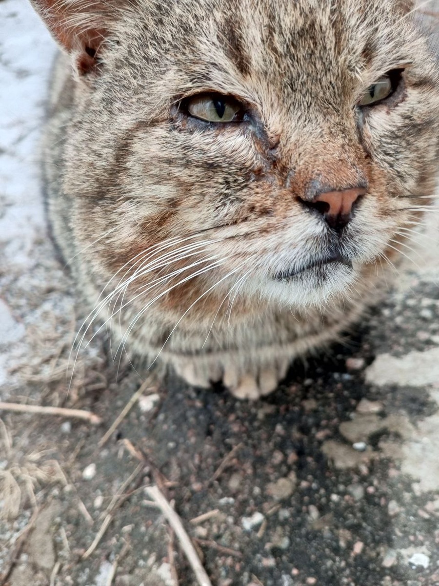 Ласковый трактор