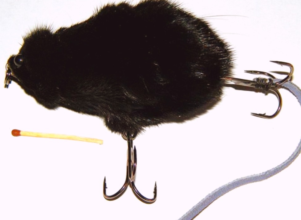 Один из многочисленных вариантов мыши